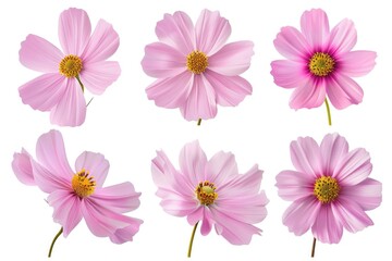 Cosmo Flower. Set of Pink Cosmos Flowers in Various Perspectives on White Background