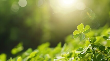 Enchanting Four - leaf Clover: Natural and Fresh Backgrounds