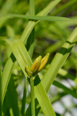 Fototapeta premium Daylily Anzac flower buds