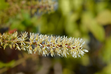 Virginia sweetspire Scentlove flower