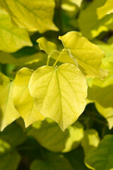 Chinese redbud Shirobana leaves