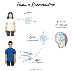 Human Reproduction simple illustration