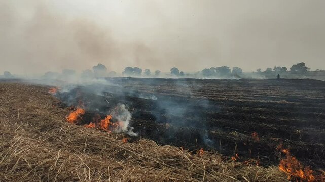 Strong fire of empty fielf smokey fire