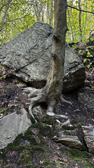A tree with roots growing from under a large stone in a mountain forest.