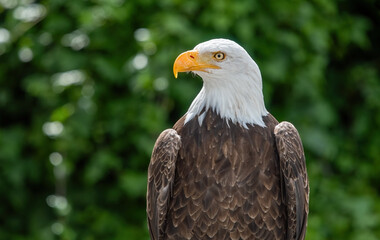 Southern Bald Eagle in rural Ecuador