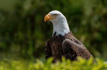 Southern Bald Eagle in rural Ecuador