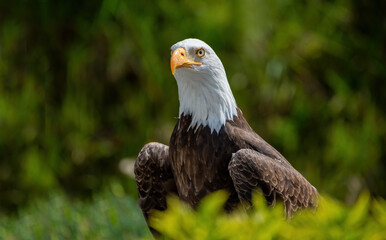 Southern Bald Eagle in rural Ecuador