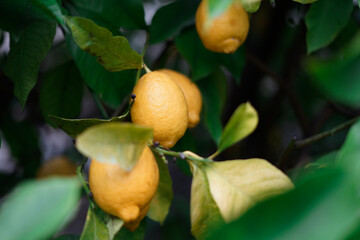 Lemons on the tree. lItalian lemon plantations