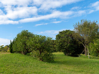 青空と新緑の木々