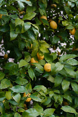 Lemons on the tree. lItalian lemon plantations