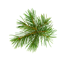 Rosette with Christmas tree twigs isolated on white or transparent background