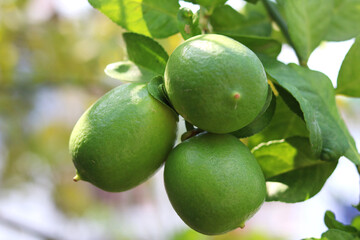 Lemons on tree ready to harvested in Garden