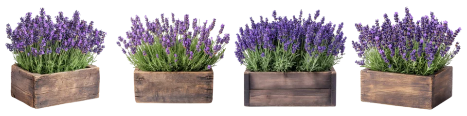 Gardinen Fresh Purple Lavender Plants Growing In Vintage Wooden Box Isolated on Transparent Background © zenith
