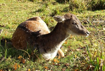 deer lie on the green lawn in the park. Bambi.Beautiful nature background.  Animals. Dappled deer. Nature.Autumn landscape. Autumn park. Kindness. Group of deer. Sunny day. Wild animals