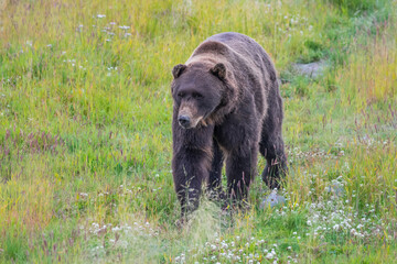 A Big beautiful brown grizzly bear walking in a green grass meadow with colorful flowers in Alaska, USA