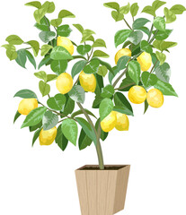 Obraz premium Lemon tree in color illustration.Color illustration with lemons on a tree in a pot.