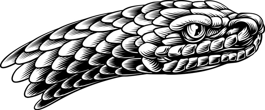 A snake head in a vintage woodcut engraved etching illustration style