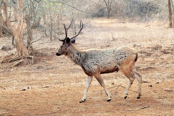 Sambar Deer at Gir Wildlife Sanctuary, Gujarat, India