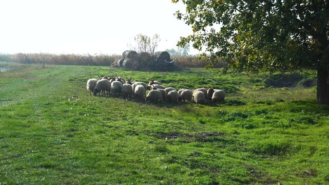 Hungarian racka sheep grazing on lush green pastures