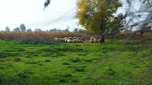 Green fields provide grazing grounds for Hungarian Racka sheep