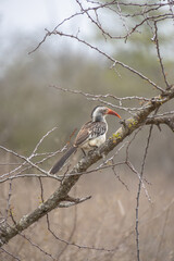 Calao d'Afrique du Sud, dans le Parc National Kruger