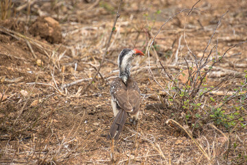 Calao d'Afrique du Sud, dans le Parc National Kruger