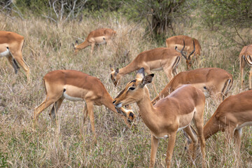  groupe d'impalas dans le Parc National Kruger, Afrique du Sud