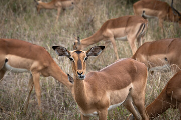  groupe d'impalas dans le Parc National Kruger, Afrique du Sud