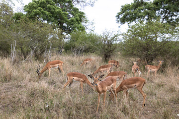  groupe d'impalas dans le Parc National Kruger, Afrique du Sud