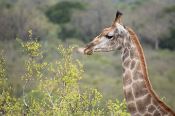 une girafe dans le Parc National Kruger, Afrique du Sud