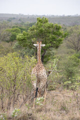 une girafe dans le Parc National Kruger, Afrique du Sud