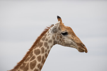 Obraz premium une girafe dans le Parc National Kruger, Afrique du Sud