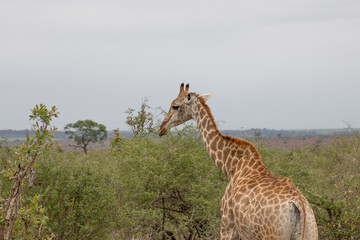 une girafe dans le Parc National Kruger, Afrique du Sud