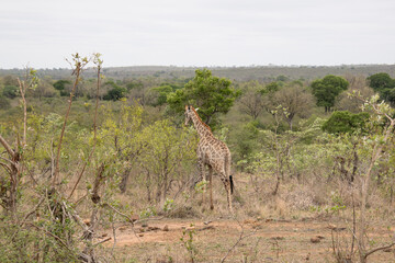 une girafe dans le Parc National Kruger, Afrique du Sud