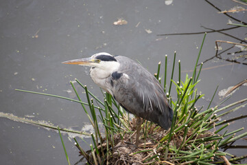 héron cendré dans le Parc National Kruger, Afrique du Sud