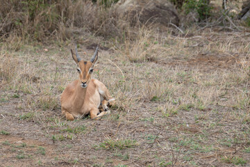 Impala dans le Parc National Kruger, Afrique du Sud