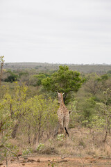 une girafe dans le Parc National Kruger, Afrique du Sud