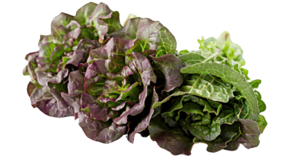 Lettuce on white transparent background