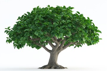 Obraz premium A lush green tree with dense foliage and a sturdy trunk.
