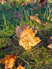 Fallen Autumn Leaf on Grass
