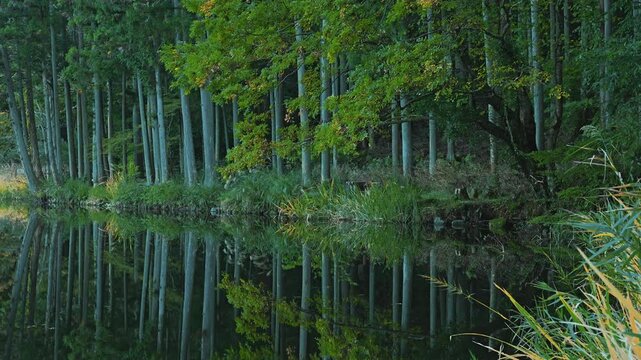 Lake in the forest, scenery reflected on the surface of the water