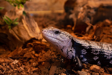 Blue-Tongue Skink Lizard in Terrarium