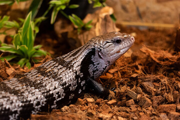 Blue-Tongue Skink Lizard in Terrarium