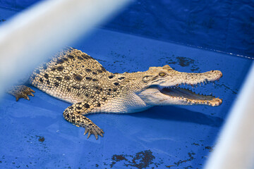 White Crocodile, Albino Crocodile Exhibition in the Zoo