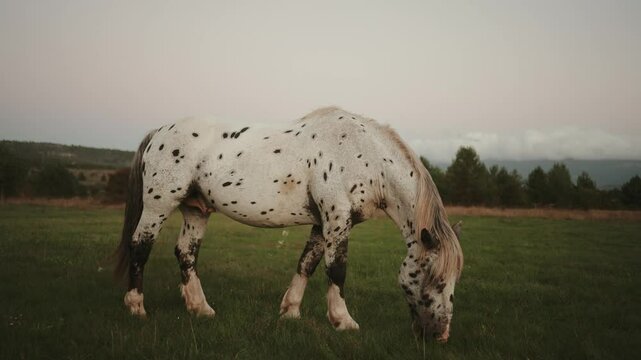 Beautiful wild horses in nature compilation of b-roll shots