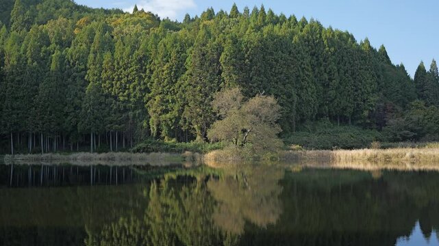 Lake in the forest, scenery reflected on the surface of the water