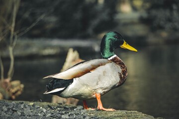 Vibrant mallard duck by a pond