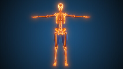 The skeletal system of the female body