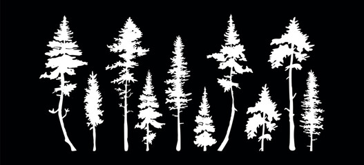 tall pine trees on a black background, vector silhouette. silhouettes of chalk on a black background of trees vector © bleskk