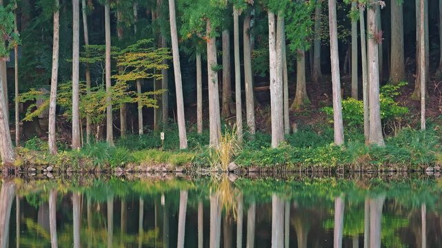 Lake in the forest, scenery reflected on the surface of the water